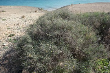 Çamaşır bahçeleri ekim ayında çiçek açarlar. Launaea arborescens, Asteraceae familyasından bir bitki türü. Costa Calma, Fuerteventura, Las Palmas, İspanya.