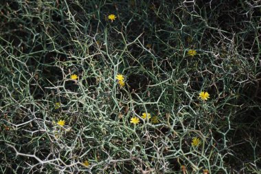 Çamaşır bahçeleri ekim ayında çiçek açarlar. Launaea arborescens, Asteraceae familyasından bir bitki türü. Costa Calma, Fuerteventura, Las Palmas, İspanya.