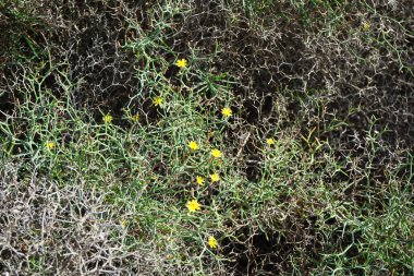 Çamaşır bahçeleri ekim ayında çiçek açarlar. Launaea arborescens, Asteraceae familyasından bir bitki türü. Costa Calma, Fuerteventura, Las Palmas, İspanya.