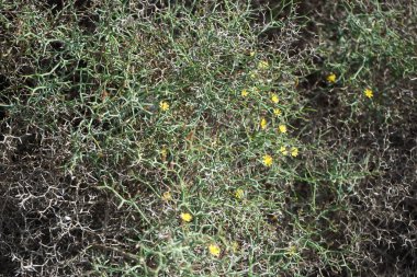 Çamaşır bahçeleri ekim ayında çiçek açarlar. Launaea arborescens, Asteraceae familyasından bir bitki türü. Costa Calma, Fuerteventura, Las Palmas, İspanya.