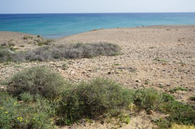 Çamaşır bahçeleri ekim ayında çiçek açarlar. Launaea arborescens, Asteraceae familyasından bir bitki türü. Costa Calma, Fuerteventura, Las Palmas, İspanya.