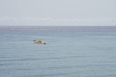 Martı Larus Michael Hellis ekim ayında Costa Calma sahilinin üzerinden uçar. Sarı bacaklı martı, Larus michahellis, büyük bir martıdır. Fuerteventura, Kanarya Adaları, İspanya.