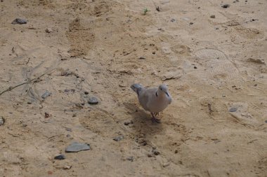 Streptopelia decaocto kuşu Costa Calma sahilinde yürüyor. Avrasya güvercini, güvercin veya Türk güvercini Streptopelia decaocto, güvercin türüdür. Fuerteventura, Las Palmas, İspanya.