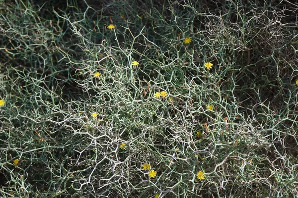 Çamaşır bahçeleri ekim ayında çiçek açarlar. Launaea arborescens, Asteraceae familyasından bir bitki türü. Costa Calma, Fuerteventura, Las Palmas, İspanya.