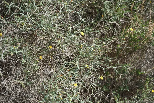 Çamaşır bahçeleri ekim ayında çiçek açarlar. Launaea arborescens, Asteraceae familyasından bir bitki türü. Costa Calma, Fuerteventura, Las Palmas, İspanya.