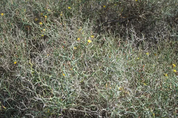 Çamaşır bahçeleri ekim ayında çiçek açarlar. Launaea arborescens, Asteraceae familyasından bir bitki türü. Costa Calma, Fuerteventura, Las Palmas, İspanya.
