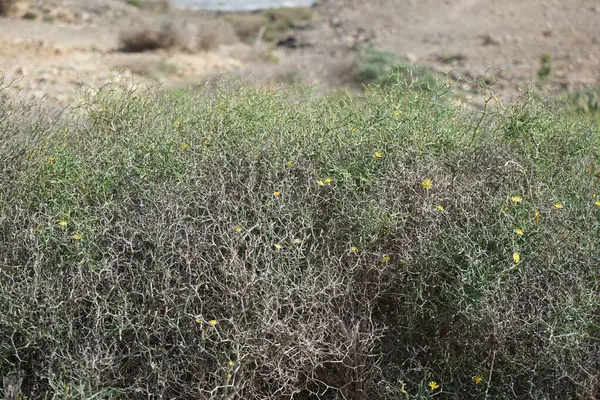 Çamaşır bahçeleri ekim ayında çiçek açarlar. Launaea arborescens, Asteraceae familyasından bir bitki türü. Costa Calma, Fuerteventura, Las Palmas, İspanya.