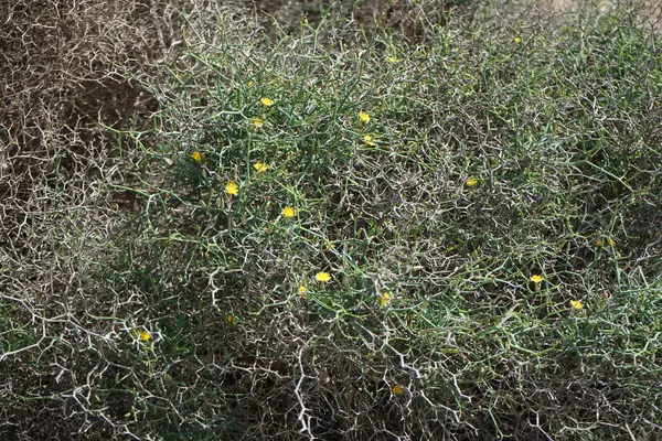 Çamaşır bahçeleri ekim ayında çiçek açarlar. Launaea arborescens, Asteraceae familyasından bir bitki türü. Costa Calma, Fuerteventura, Las Palmas, İspanya.