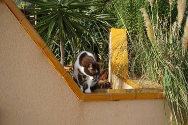 Ekim ayında Costa Calma 'da bir çitin üzerinde kahverengi ve beyaz bir kedi oturuyor. Kedi, Felis catus, evcil kedi veya ev kedisi, Felidae familyasından evcil bir türdür. Fuerteventura, Las Palmas, İspanya. 