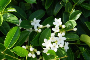 Stephanotis Floribunda ekim ayında büyür. Stephanotis floribunda, S. jasminoides, Madagaskar yasemini, balmumu çiçeği, Hawaii düğün çiçeği ya da çiçek açan bir bitki türüdür. Costa Calma, Fuerteventura, Kanarya Adaları, İspanya.