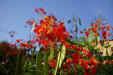 Caesalpinia pulcherrima blooms in October. Caesalpinia pulcherrima, poinciana, peacock flower, red bird of paradise, is a species of flowering plant in the pea family Fabaceae. Costa Calma, Fuerteventura, Canary Islands, Spain.    clipart