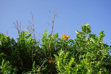 Tecoma fulva ekim ayında çiçek açar. Tecoma fulva, Bignoniaceae familyasından bir bitki türüdür. Costa Calma, Fuerteventura, Kanarya Adaları, İspanya. 