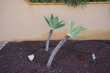 Agave attenuata grows in October. Agave attenuata, the swan's neck agave, the foxtail or lion's tail agave, soft-leaf or soft-leaved agave, is a species of flowering plant in the family Asparagaceae. Costa Calma, Fuerteventura, Canary Islands, Spain. clipart