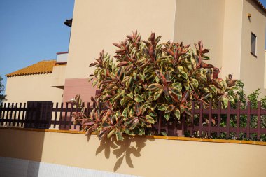 Ficus elastica ekim ayında büyür. Ficus elastica, kauçuk çalı, kauçuk ağaç, kauçuk bitki veya Hint kauçuk ağacı, Moraceae familyasından bir bitki türüdür. Costa Calma, Fuerteventura, Kanarya Adaları.