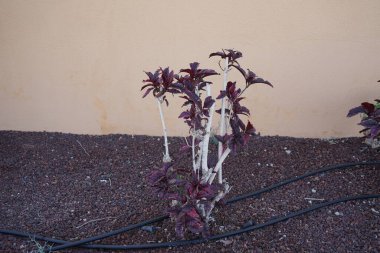 Psöderanthemum carruthersii var. Atropurpureum ekim ayında büyür. Pseuderanthemum carruthersii, Acanthaceae familyasından bir bitki türüdür. Costa Calma, Fuerteventura, Kanarya Adaları, İspanya.