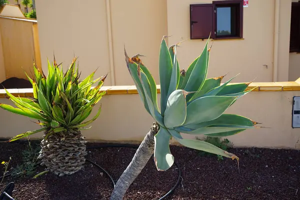 Furcraea selloana ve Agave attenuata Ekim ayında yetişir. Agave attenuata, kuşkonmaz (