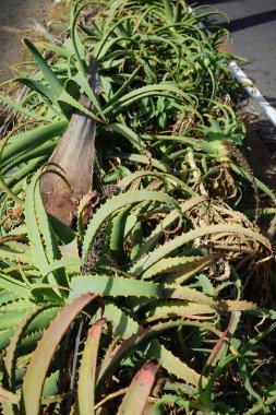Aloe ağaç kesimleri ekim ayında büyür. Aloe arborescens, Aloe cinsine ait, çiçekli, sulu, uzun ömürlü bir bitki türüdür. Costa Calma, Fuerteventura, Kanarya Adaları, İspanya.