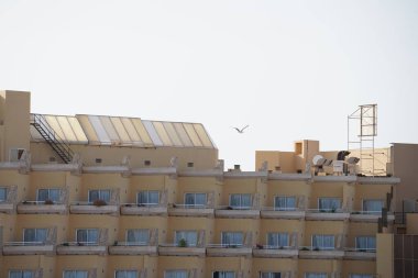 Martı Larus Michael Hellis Ekim ayında Costa Calma 'ya uçuyor. Sarı bacaklı martı, Larus michahellis, büyük bir martıdır. Fuerteventura, Kanarya Adaları, İspanya.