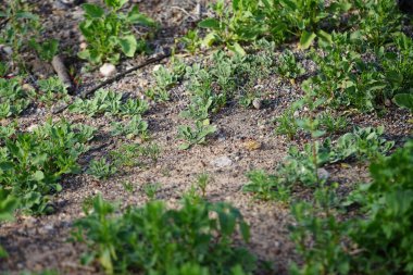 Vanessa Cardui kelebeği ekim ayında yerde oturur. Vanessa Cardui, Cynthia Cardui, boyalı bayan, tüm kelebek türlerinin en yaygın olanıdır. Costa Calma, Fuerteventura, Kanarya Adaları, İspanya. 