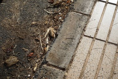 Vanessa atalanta ekim ayında kaldırım taşlarının üzerinde oturuyor. Vanessa atalanta, kızıl amiral ya da daha önce takdire şayan, siyah kanatlı, kırmızı bantlı ve beyaz benekli, orta büyüklükte bir kelebek. Costa Calma, Fuerteventura. 