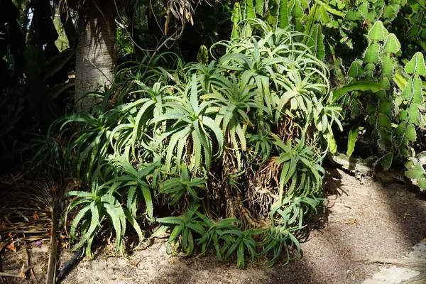 stock image Aloe arborescens grows in October. Aloe arborescens, the krantz- or candelabra aloe, is a species of flowering succulent perennial plant that belongs to the genus Aloe. Costa Calma, Fuerteventura, Canary Islands, Spain.