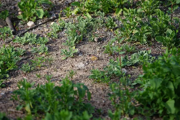 stock image Vanessa cardui butterfly sits on the ground in October. Vanessa cardui, Cynthia cardui, painted lady, is the most widespread of all butterfly species. Costa Calma, Fuerteventura, Canary Islands, Spain. 