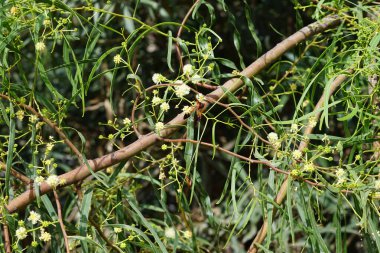 Bir Delta dimidiyatipenne eşekarısı Ekim ayında Acacia salicina çiçeklerinden nektar toplar. Delta dimidiatipenne, Delta cinsinde, kırmızı renkli büyük bir yaban arısı türüdür. Costa Calma, Fuerteventura, Kanarya Adaları, İspanya. 