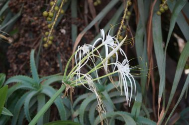 Hymenocallis küçük çiçekleri ekim ayında beyaz çiçeklerle açar. Hymenocallis littoralis, Amaryllidaceae familyasından bir bitki türü. Costa Calma, Fuerteventura, Kanarya Adaları, İspanya.