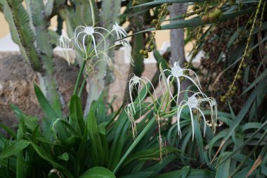 Hymenocallis küçük çiçekleri ekim ayında beyaz çiçeklerle açar. Hymenocallis littoralis, Amaryllidaceae familyasından bir bitki türü. Costa Calma, Fuerteventura, Kanarya Adaları, İspanya.