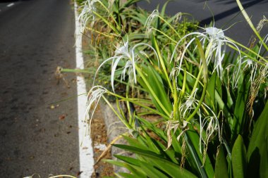 Hymenocallis küçük çiçekleri ekim ayında beyaz çiçeklerle açar. Hymenocallis littoralis, Amaryllidaceae familyasından bir bitki türü. Costa Calma, Fuerteventura, Kanarya Adaları, İspanya.