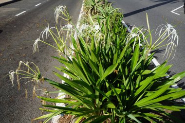 Hymenocallis küçük çiçekleri ekim ayında beyaz çiçeklerle açar. Hymenocallis littoralis, Amaryllidaceae familyasından bir bitki türü. Costa Calma, Fuerteventura, Kanarya Adaları, İspanya.