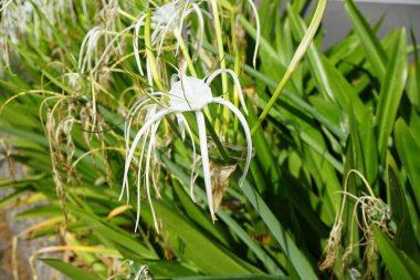 Hymenocallis küçük çiçekleri ekim ayında beyaz çiçeklerle açar. Hymenocallis littoralis, Amaryllidaceae familyasından bir bitki türü. Costa Calma, Fuerteventura, Kanarya Adaları, İspanya.