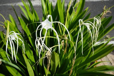 Hymenocallis küçük çiçekleri ekim ayında beyaz çiçeklerle açar. Hymenocallis littoralis, Amaryllidaceae familyasından bir bitki türü. Costa Calma, Fuerteventura, Kanarya Adaları, İspanya.