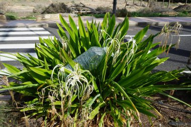 Ekim ayında Hymenocallis 'in beyaz çiçekleri arasında bir plastik şişe bulunur. Hymenocallis littoralis, Amaryllidaceae familyasından bir bitki türü. Costa Calma, Fuerteventura, Kanarya Adaları, İspanya. 