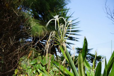 Hymenocallis küçük çiçekleri ekim ayında beyaz çiçeklerle açar. Hymenocallis littoralis, Amaryllidaceae familyasından bir bitki türü. Costa Calma, Fuerteventura, Kanarya Adaları, İspanya.