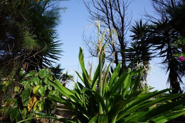 Hymenocallis küçük çiçekleri ekim ayında beyaz çiçeklerle açar. Hymenocallis littoralis, Amaryllidaceae familyasından bir bitki türü. Costa Calma, Fuerteventura, Kanarya Adaları, İspanya.