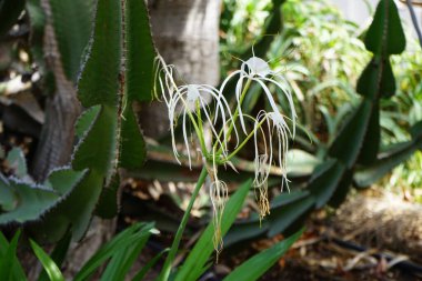 Hymenocallis küçük çiçekleri ekim ayında beyaz çiçeklerle açar. Hymenocallis littoralis, Amaryllidaceae familyasından bir bitki türü. Costa Calma, Fuerteventura, Kanarya Adaları, İspanya.