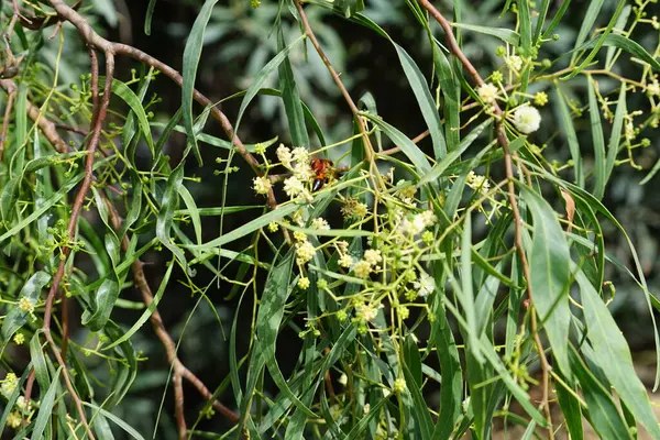 stock image A Delta dimidiatipenne wasp collects nectar from Acacia salicina flowers in October. Delta dimidiatipenne is a species of large, red-coloured potter wasp in the genus Delta. Costa Calma, Fuerteventura, Canary Islands, Spain. 