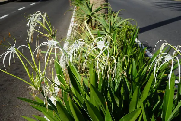 stock image Hymenocallis littoralis blooms with white flowers in October. Hymenocallis littoralis, the beach spider lily, is a species of plant in the amaryllis family Amaryllidaceae. Costa Calma, Fuerteventura, Canary Islands, Spain.