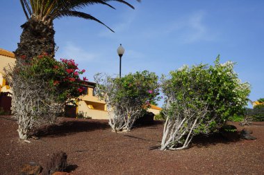 Bougainvillea çalıları ekim ayında çiçek açar. Bougainvillea dikenli asmalar, çalılar ve ağaçların oluşturduğu bir cinstir. Costa Calma, Fuerteventura, Kanarya Adaları, İspanya.
