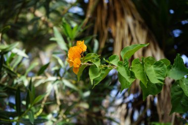 Bougainvillea x buttiana ekim ayında portakal çiçekleriyle açar. Bougainvillea x buttiana, Bougainvillea glabra ve Bougainvillea peruviana 'nın bir bahçe melezi. Costa Calma, Fuerteventura, Kanarya Adaları, İspanya.