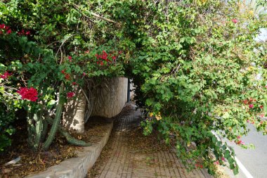 Bougainvillea spektabilis ekim ayında kırmızı çiçeklerle çiçek açar. Bougainvillea spectabilis, çiçekli bir bitki türüdür. Costa Calma, Fuerteventura, Kanarya Adaları, İspanya.