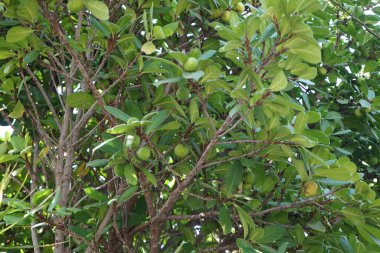 Ficus cyathistipula ve ekimde meyveler yetişiyor. Ficus cyathistipula, Afrika 'nın tropikal orman bölgelerine özgü bir incir türüdür. Costa Calma, Fuerteventura, Kanarya Adaları, İspanya. 
