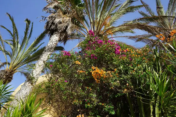 stock image Bougainvillea glabra bushes bloom with purple and orange flowers in October. Bougainvillea glabra, the lesser bougainvillea or paperflower, is the most common species of bougainvillea. Costa Calma.