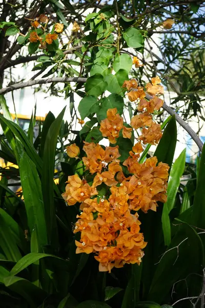 Stock image Bougainvillea x buttiana blooms with orange flowers in October. Bougainvillea x buttiana is a flowering plant, a garden hybrid of Bougainvillea glabra and Bougainvillea peruviana. Costa Calma, Fuerteventura, Canary Islands, Spain.