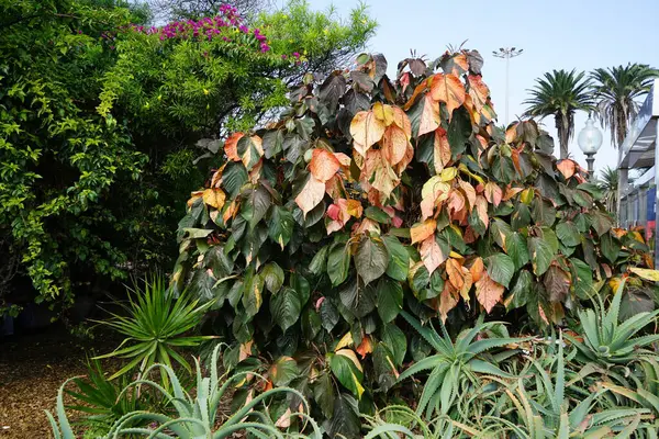 stock image Acalypha wilkesiana grows in October. Acalypha wilkesiana, copperleaf, Jacob's coat and Flamengueira, is an evergreen shrub in the family Euphorbiaceae. Costa Calma, Fuerteventura, Spain.