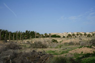 Phoenix kanarya palmiyeleriyle manzara, Ekim ayında çiçek açan Nerium zakkum çalıları ve diğer bitkiler. Costa Calma, Fuerteventura, Las Palmas, İspanya.