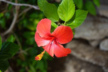 Hibiscus rosa-sinensis ekim ayında kırmızı çiçeklerle çiçek açar. Hibiscus rosa-sinensis, Çin-Hawaii amfibisi, Çin gülü, gül gülü ve ayakkabı siyah bitkisi, tropikal amfibik türünün bir türüdür. Costa Calma, Fuerteventura, Kanarya Adaları, İspanya.