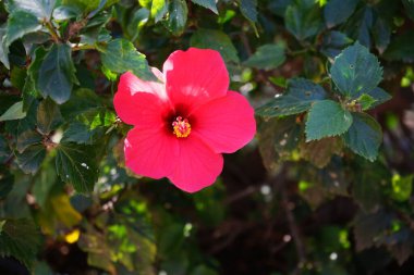 Hibiscus rosa-sinensis ekim ayında kırmızı çiçeklerle çiçek açar. Hibiscus rosa-sinensis, Çin-Hawaii amfibisi, Çin gülü, gül gülü ve ayakkabı siyah bitkisi, tropikal amfibik türünün bir türüdür. Costa Calma, Fuerteventura, Kanarya Adaları, İspanya.