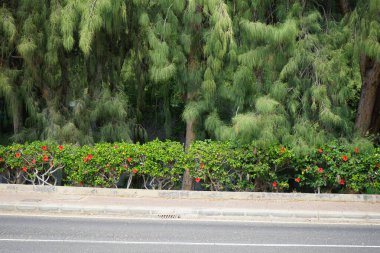 Hibiscus rosa-sinensis ekim ayında kırmızı çiçeklerle çiçek açar. Hibiscus rosa-sinensis, Çin-Hawaii amfibisi, Çin gülü, gül gülü ve ayakkabı siyah bitkisi, tropikal amfibik türünün bir türüdür. Costa Calma, Fuerteventura, Kanarya Adaları, İspanya.